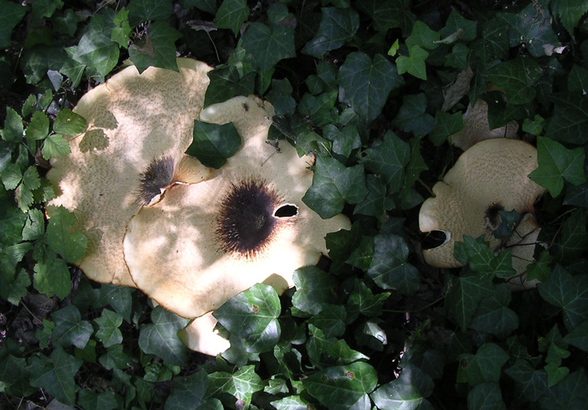 Fungoni (Polyporus squamosus)